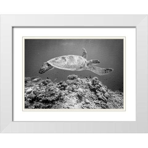Sea Turtle At Sipadan White Modern Wood Framed Art Print with Double Matting by Deng, Yumian