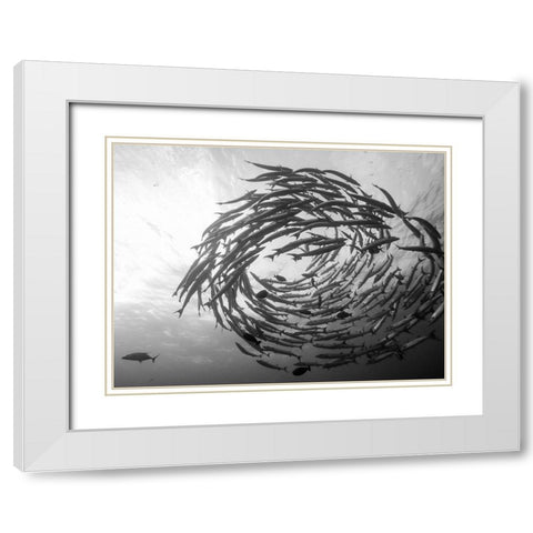 Barracuda Tornado White Modern Wood Framed Art Print with Double Matting by Deng, Yumian