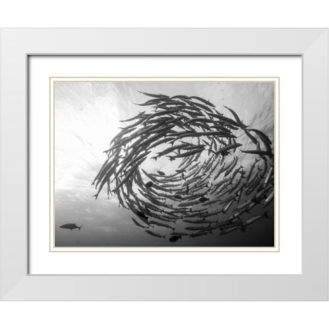 Barracuda Tornado White Modern Wood Framed Art Print with Double Matting by Deng, Yumian