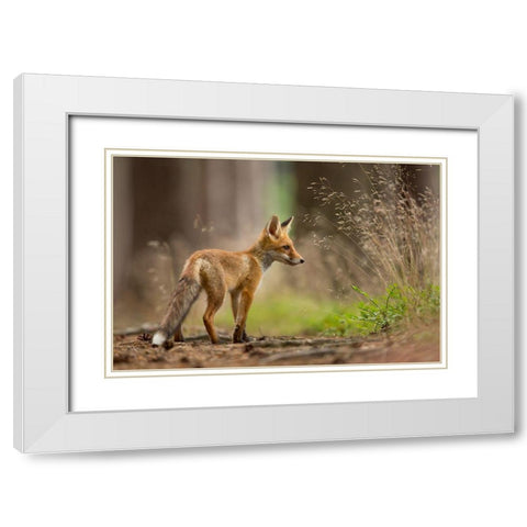 Red Fox White Modern Wood Framed Art Print with Double Matting by Zygmunt, Milan