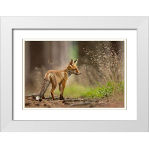 Red Fox White Modern Wood Framed Art Print with Double Matting by Zygmunt, Milan