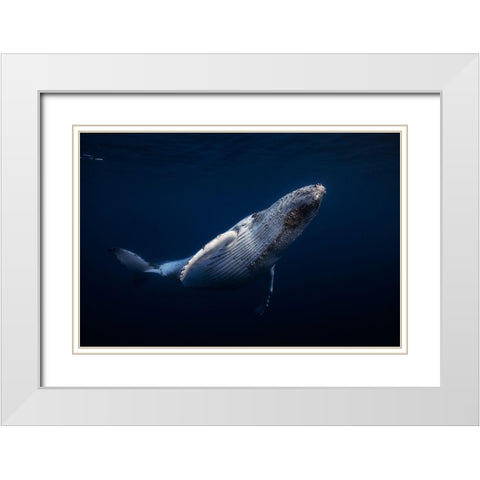Humpback Whale White Modern Wood Framed Art Print with Double Matting by Gabriel, Barathieu
