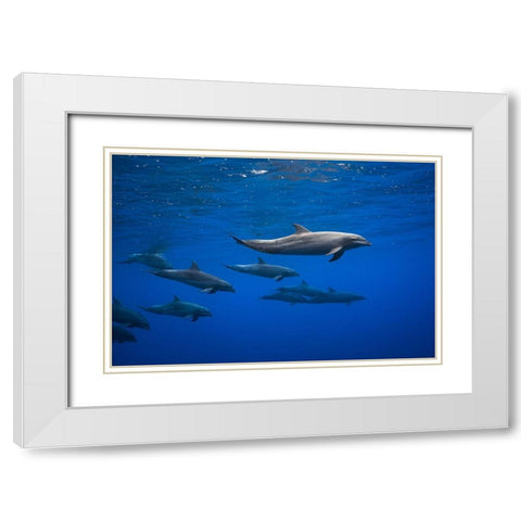 Dolphins White Modern Wood Framed Art Print with Double Matting by Gabriel, Barathieu