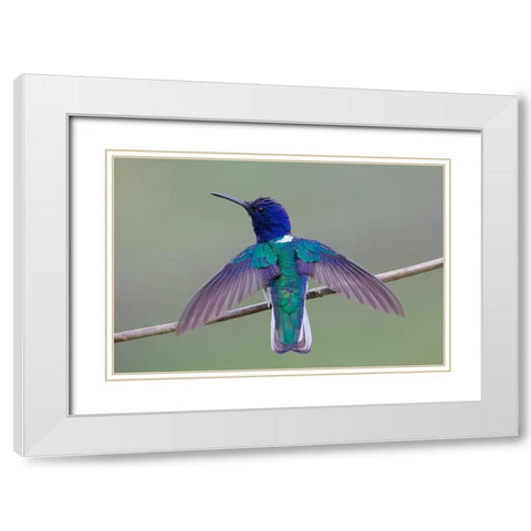 Swing Wing White Modern Wood Framed Art Print with Double Matting by Cooper, Ray