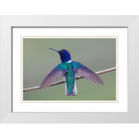 Swing Wing White Modern Wood Framed Art Print with Double Matting by Cooper, Ray