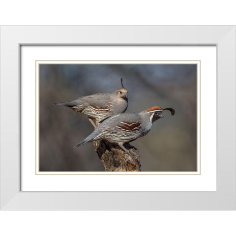 Honey-You Go First White Modern Wood Framed Art Print with Double Matting by Barsh, Greg