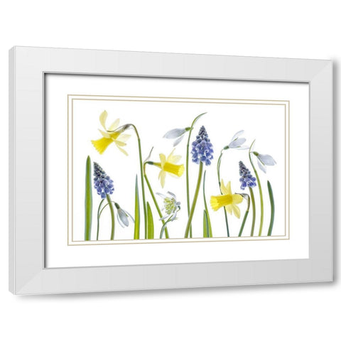 Spring White Modern Wood Framed Art Print with Double Matting by Disher, Mandy