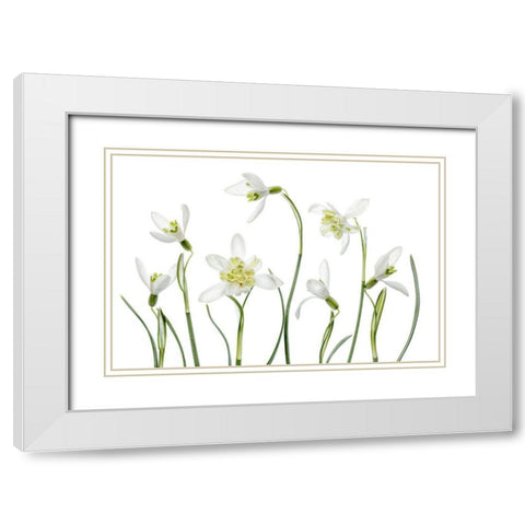 Spring Snowdrops White Modern Wood Framed Art Print with Double Matting by Disher, Mandy
