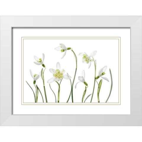 Spring Snowdrops White Modern Wood Framed Art Print with Double Matting by Disher, Mandy