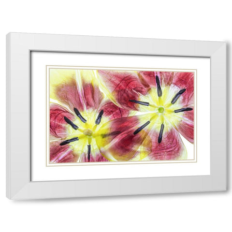 Tulips White Modern Wood Framed Art Print with Double Matting by Disher, Mandy