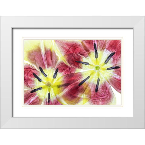 Tulips White Modern Wood Framed Art Print with Double Matting by Disher, Mandy