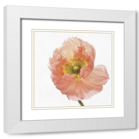 Poppy White Modern Wood Framed Art Print with Double Matting by Gronkjar, Lotte