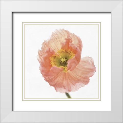 Poppy White Modern Wood Framed Art Print with Double Matting by Gronkjar, Lotte