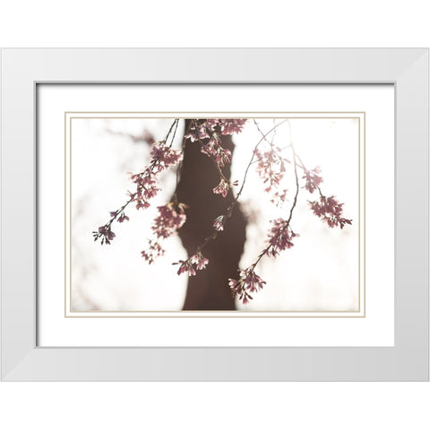 Sakura White Modern Wood Framed Art Print with Double Matting by Fujii, Tsuneya