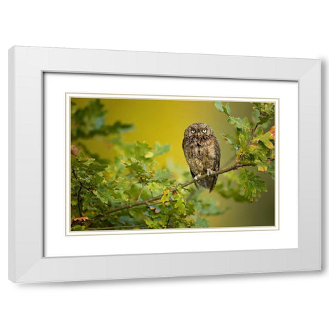 Eurasian Scops Owl White Modern Wood Framed Art Print with Double Matting by Zygmunt, Milan