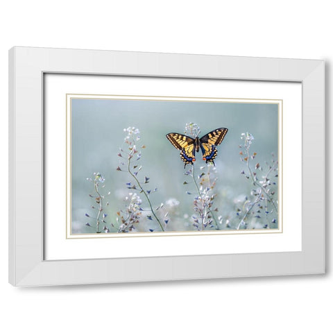 Swallowtail Beauty White Modern Wood Framed Art Print with Double Matting by Sabol, Petar