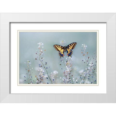 Swallowtail Beauty White Modern Wood Framed Art Print with Double Matting by Sabol, Petar