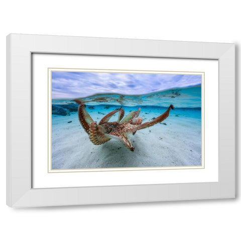 Octopus White Modern Wood Framed Art Print with Double Matting by Gabriel, Barathieu