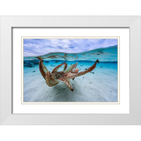 Octopus White Modern Wood Framed Art Print with Double Matting by Gabriel, Barathieu