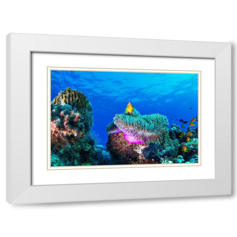 Sea Life White Modern Wood Framed Art Print with Double Matting by Marchegiani, Roberto