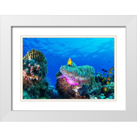 Sea Life White Modern Wood Framed Art Print with Double Matting by Marchegiani, Roberto