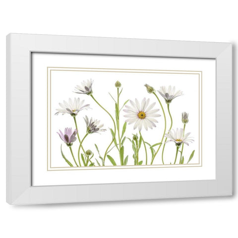 Cape Daisies White Modern Wood Framed Art Print with Double Matting by Disher, Mandy