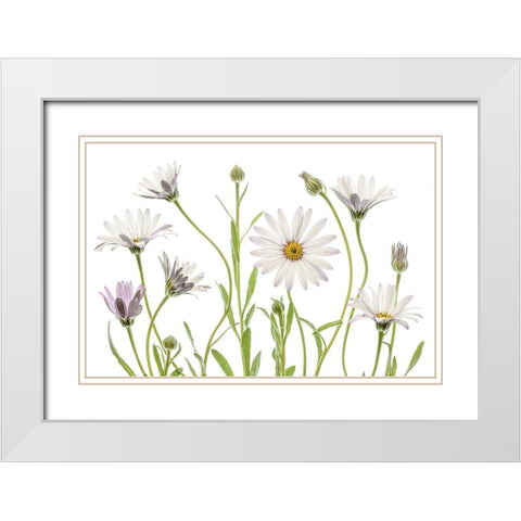 Cape Daisies White Modern Wood Framed Art Print with Double Matting by Disher, Mandy