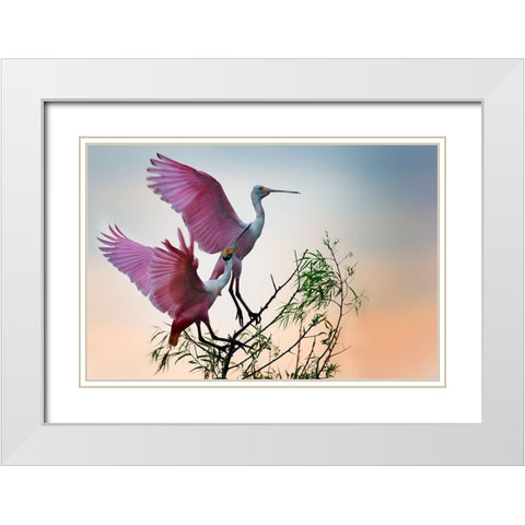 Two Roseate Spoonbills White Modern Wood Framed Art Print with Double Matting by Chang, Phillip