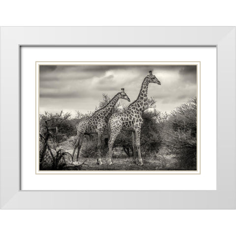 Two Giraffes White Modern Wood Framed Art Print with Double Matting by Scheid, Henrike