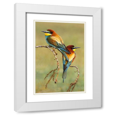 Bee-Eaters In Love White Modern Wood Framed Art Print with Double Matting by Suarez, Mario