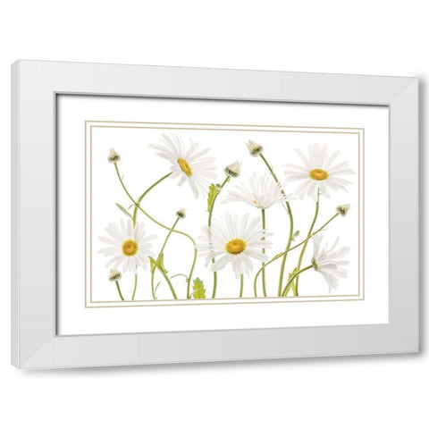 Ox Eye Daisies White Modern Wood Framed Art Print with Double Matting by Disher, Mandy