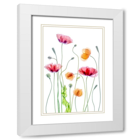 Poppies White Modern Wood Framed Art Print with Double Matting by Disher, Mandy