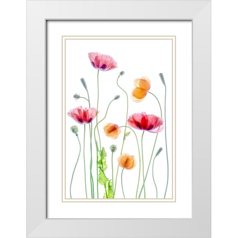 Poppies White Modern Wood Framed Art Print with Double Matting by Disher, Mandy