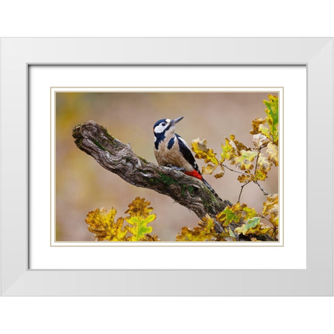 Autumn Woodpecker White Modern Wood Framed Art Print with Double Matting by Suarez, Mario
