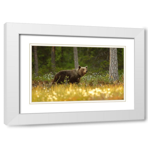 Brown Bear White Modern Wood Framed Art Print with Double Matting by Gavra, Assaf