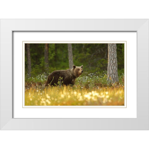 Brown Bear White Modern Wood Framed Art Print with Double Matting by Gavra, Assaf