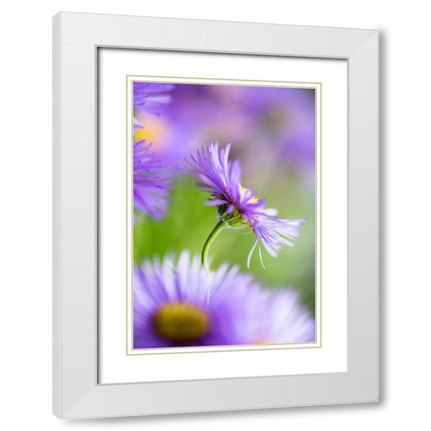 Summer Splash White Modern Wood Framed Art Print with Double Matting by Ljubicic, Dusan