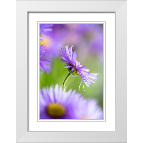 Summer Splash White Modern Wood Framed Art Print with Double Matting by Ljubicic, Dusan