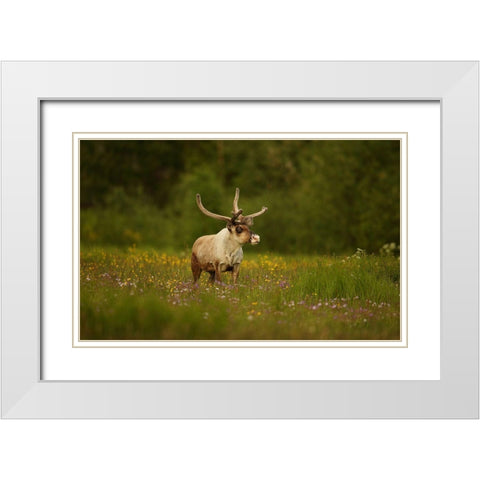 Caribou In Grass Land White Modern Wood Framed Art Print with Double Matting by Gavra, Assaf