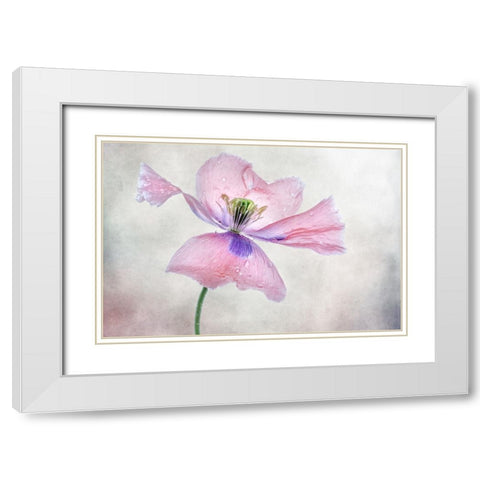 Pastel Poppy White Modern Wood Framed Art Print with Double Matting by Disher, Mandy