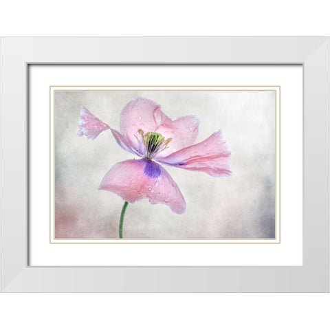 Pastel Poppy White Modern Wood Framed Art Print with Double Matting by Disher, Mandy