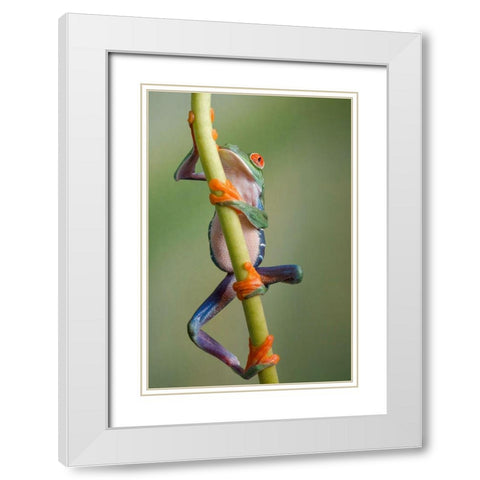 Ascending White Modern Wood Framed Art Print with Double Matting by Schneider, Cheryl