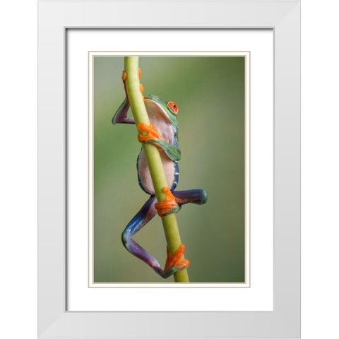 Ascending White Modern Wood Framed Art Print with Double Matting by Schneider, Cheryl