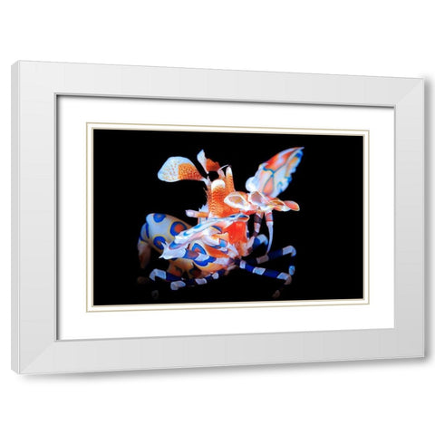 Harlequin Shrimp White Modern Wood Framed Art Print with Double Matting by Gabriel, Barathieu