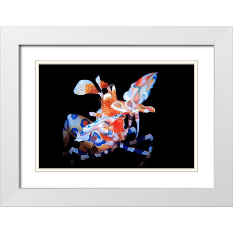 Harlequin Shrimp White Modern Wood Framed Art Print with Double Matting by Gabriel, Barathieu
