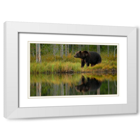 Bear And Fish *** White Modern Wood Framed Art Print with Double Matting by Gavra, Assaf