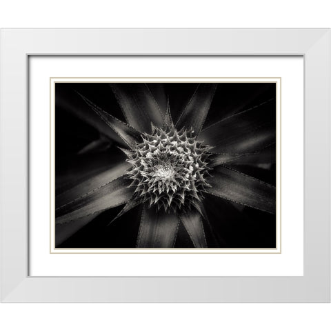 Barbed White Modern Wood Framed Art Print with Double Matting by Sannwald, Joerg