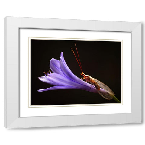 Lacewing White Modern Wood Framed Art Print with Double Matting by Hoffman, Jimmy