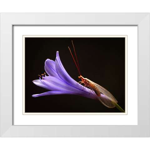 Lacewing White Modern Wood Framed Art Print with Double Matting by Hoffman, Jimmy