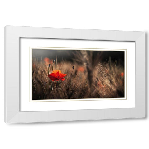 Poppy With Corn White Modern Wood Framed Art Print with Double Matting by Quaglia, Nicodemo